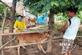 Cán bộ thú y thành phố Kon Tum tiêm thuốc kháng sinh cho cá thể bò nhiễm bệnh. Ảnh: Dư Toán – TTXVN