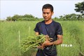 Măng tây xanh là sản phẩm nông nghiệp đặc thù giúp nhiều hộ dân ở Ninh Thuận thoát nghèo, vươn lên khá giàu. Ảnh: Nguyễn Thành – TTXVN