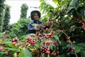 Cà phê được trồng nhiều ở Đắk Nông. Ảnh : Vũ Sinh/TTXVN