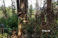 Người dân quản lý, bảo vệ rừng phát quang khu vực có nguy cơ xảy ra cháy. Ảnh: TTXVN phát.