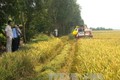 Nông dân huyện Giá Rai thu hoạch lúa Hè Thu. Ảnh: Huỳnh Sử - TTXVN