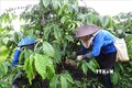 Các xã viên Hợp tác xã Nông nghiệp Công Bằng Pô Kô (Đăk Hà, Kon Tum) chăm sóc vườn cà phê. Ảnh: Dư Toán – TTXVN
