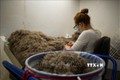 Làm sạch những chiếc lông vịt biển Eider sau khi thu hoạch trên đảo Bjarneyjar, Vịnh Breidafjordur, Iceland, ngày 4/7/2021. Ảnh: AFP/TTXVN
