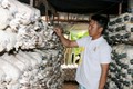 Mô hình trồng nấm sạch mang lại thu nhập hàng chục triệu đồng mỗi tháng.Ảnh :baoquangbinh.vn
