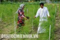 Anh Hùng Ky, người dân tộc Chăm ở thôn Tuấn Tú, xã An Hải, huyện Ninh Phước là nông dân tiêu biểu trong việc đi đầu ứng dụng công nghệ cao vào trồng và chăm sóc cây măng tây xanh. Ảnh: Tú Quỳnh
