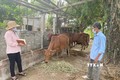 Cán bộ thú y cơ sở tuyên truyền cho người dân cách phòng, chống dịch bệnh viêm da nổi cục trên đàn trâu, bò. Ảnh: TTXVN phát
