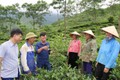 Cán bộ nông nghiệp huyện Văn Chấn hướng dẫn nông dân xã Gia Hội cắt tỉa cành mắc ca. Ảnh: Việt Dũng - TTXVN