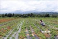 Chăm sóc, làm cỏ cây dược liệu tại Tổ hợp tác trồng Dược liệu tại xã Tân Cảnh. Ảnh: Cao Nguyên-TTXVN
