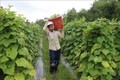 Nông dân huyện Trà Cú trồng màu cho thu nhập tăng 4 lần so với trồng lúa trước đó. Ảnh: Thanh Hòa-TTXVN
