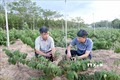 Lãnh đạo huyện Cam Lộ (bên trái) kiểm tra, theo dõi sự phát triển của cây dược liệu an xoa trồng ở xã Cam Thành. Ảnh: Nguyên Lý - TTXVN
