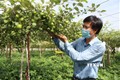 Tăng năng suất, chất lượng cho sản phẩm táo Ninh Thuận