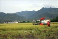 Người dân xã Quang Huy, huyện Phù Yên (Sơn La) sử dụng máy móc để thu hoạch lúa hữu cơ. Ảnh: Hữu Quyết – TTXVN
