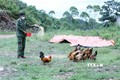Cán bộ chiến sỹ Đồn Biên phòng Pò Mã chăn nuôi gà tại Chốt 2 (thường gọi là chốt 975). Ảnh: Anh Tuấn – TTXVN
