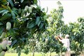 Tỉnh An Giang sẽ hình thành các vùng chuyên canh, chuyển đổi đất trồng cây kém hiệu quả sang trồng cây ăn quả. Ảnh: Vũ Sinh - TTXVN
