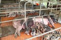 Tây Ninh xử lý nhiều ổ dịch tả lợn châu Phi tại huyện biên giới Tân Biên