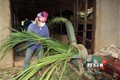 Thành viên một hợp tác xã tại huyện Mai Sơn cắt cỏ phục vụ chăn nuôi bò. Ảnh: Hữu Quyết - TTXVN