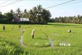 Nông dân huyện Tiểu Cần cấy dặm lúa. Ảnh: Thanh Hòa- TTXVN
