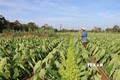 Nông dân huyện Trà Cú, Trà Vinh chuyển đổi diện tích đất trồng lúa sang trồng khoai môn sáp cho lợi nhuận tăng hơn 5 lần so với trồng lúa trước đó. Ảnh: Thanh Hòa - TTXVN
