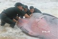 Lực lượng chức năng giải cứu cá voi mắc cạn vào bờ ở cửa biển Tư Hiền. Ảnh: Đỗ Trưởng-TTXVN
