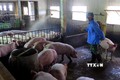 Lực lượng chức năng tỉnh Tuyên Quang phun thuốc khử trùng tại các trang trại nuôi lợn trên địa bàn tỉnh. Ảnh: Văn Tý-TTXVN
