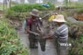 Xã viên HTX nông nghiệp Dân Tiến, huyện Cầu Kè thu hoạch cá trê theo mô hình kết hợp nuôi thủy sản trong ruộng lúa từ tháng 4/2021. Ảnh: Thanh Hòa - TTXVN

