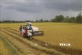 Thu hoạch lúa ở huyện Cái Bè. Ảnh: TTXVN
