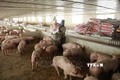 Chăm sóc đàn lợn thịt tại trang trại của gia đình anh Phạm Văn Thụy. Ảnh: Vũ Sinh - TTXVN

