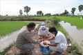 Cán bộ nông nghiệp cùng nông dân kiểm tra mô hình tôm – lúa tại huyện Hồng Dân (Bạc Liêu). Ảnh: Tuấn Kiệt – TTXVN
