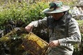 Thu hoạch mật ong ở Hà Giang. Ảnh: Quyết Chiến - TTXVN