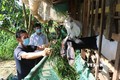 Ông Trần Văn Lắng, xã Hòa An, thành phố Cao Lãnh vay 55 triệu đồng từ Quỹ hỗ trợ nông dân để đầu tư nuôi dê sinh sản. Ảnh: Nhựt An - TTXVN
