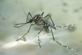 Muỗi vằn (Aedes aegypti)
