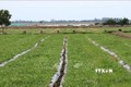Ruộng dưa hấu đang phát triển tốt ở xã Mỹ Thái, huyện Hòn Đất (Kiên Giang). Ảnh: Lê Huy Hải - TTXVN