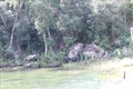 Nhóm hộ dân buôn Ja, xã Hòa Sơn, huyện Krông Bông tỉnh Đắk Lắk cùng lực lượng Kiểm lâm Vườn Quốc gia Chư Yang Sin tuần tra rừng. Ảnh: Anh Dũng - TTXVN