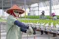 Theo một thỏa thuận song phương, Việt Nam sẽ cử công nhân sang Israel để học hỏi các kỹ thuật nông nghiệp được sử dụng tại Israel - Ảnh: Netafim
