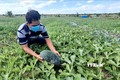 Giá dưa hấu rớt thảm, hàng trăm hộ trồng dưa hấu ở Gia Lai đang phải đổi mặt với một “mùa dưa đắng”. Ảnh: TTXVN phát
