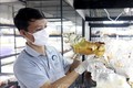 Anh Trương Quang Ninh đang kiểm tra chất lượng rượu đông trùng hạ thảo chứa trong bình có biểu tượng linh vật của năm trước khi tung ra thị trường Tết. Ảnh: Lê Ngọc Phước-TTXVN