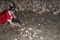 Đàn vịt chạy đồng lấy trứng 3.000 con của chị Trang, ở xã Phú Lợi, huyện Thanh Bình (Đồng Tháp). Ảnh: Nguyễn Văn Trí - TTXVN
