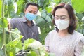 Phó Bí thư Tỉnh ủy Bạc Liêu Lê Thị Ái Nam tham quan mô hình trồng dưa lưới trong nhà kính. Ảnh: Tuấn Kiệt – TTXVN
