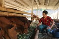 Mô hình nuôi bò thịt ở bản Rừng Thông, xã Mường Bon, huyện Mai Sơn (Sơn La) của anh Giàng A Dạy. Ảnh: baodantoc.vn
