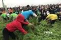 Các đội tham gia thi thu hoạch cà rốt. Ảnh Tiến Vĩnh – TTXVN
