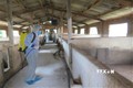 Lực lượng thú y tỉnh Kon Tum phun hóa chất khử trùng tại các khu vực chuồng trại có dịch tả lợn châu Phi. Ảnh: Dư Toán – TTXVN.
