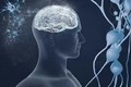 ĐH Columbia (Mỹ) nghiên cứu não người mắc COVID-19 và người bị Alzheimer - Ảnh: ANI
