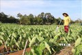Nông dân huyện Trà Cú chuyển đổi diện tích đất trồng lúa sang trồng khoai môn sáp cho lợi nhuận tăng hơn 5 lần so với trồng lúa trước đó. Ảnh: Thanh Hòa - TTXVN
