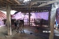 Các địa phương yêu cầu người dân đưa trâu bò về nơi tập kết, quây bạt, đốt lửa ấm, cho ăn đầy đủ để đàn gia súc trụ vững trong những ngày giá rét. Ảnh: TTXVN phát

