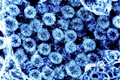 Hình ảnh quét qua kính hiển vi điện tử virus SARS-COV-2 lấy từ mẫu bệnh phẩm của bệnh nhân COVID-19 tại Viện Nghiên cứu Dị ứng và Bệnh Truyền nhiễm Quốc gia, Mỹ . Ảnh: AFP/TTXVN
