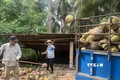 Người dân xuất bán dừa khô nguyên liệu sau thu hoạch. Ảnh: Huỳnh Phúc Hậu - TTXVN
