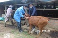 Ngành chức năng tỉnh Bình Định hỗ trợ người dân huyện Phù Mỹ tiêm vắc xin phòng chống dịch bệnh viêm da nổi cục trên đàn trâu bò. Ảnh: Tường Quân – TTXVN
