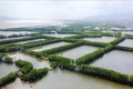 Diện tích rừng ngập mặn tại tỉnh Bình Định. Ảnh: Tường Quân – TTXVN
