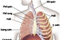 Dung tích của phổi bắt đầu giảm dần từ tuổi 20. Ảnh :camnang.paltal.vn
