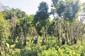 Quần thể chè Shan tuyết cổ thụ tại xóm Lùng Mằng, xã Xuân Sơn, Vườn quốc gia Xuân Sơn hiện có hàng trăm gốc cây một người ôm, có giá trị kinh tế và sức hút đối với khách tham quan. Nguồn: Báo Phú Thọ
